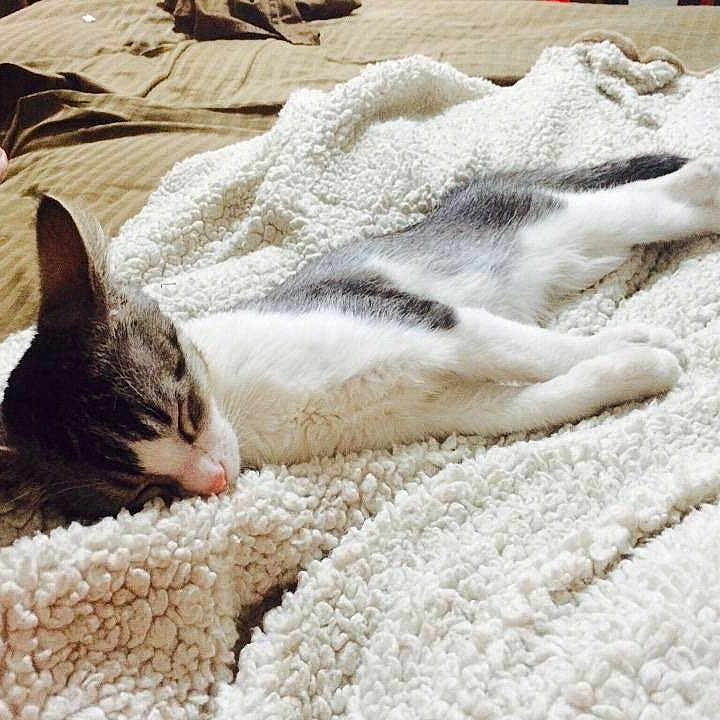 Kopper Kitteh