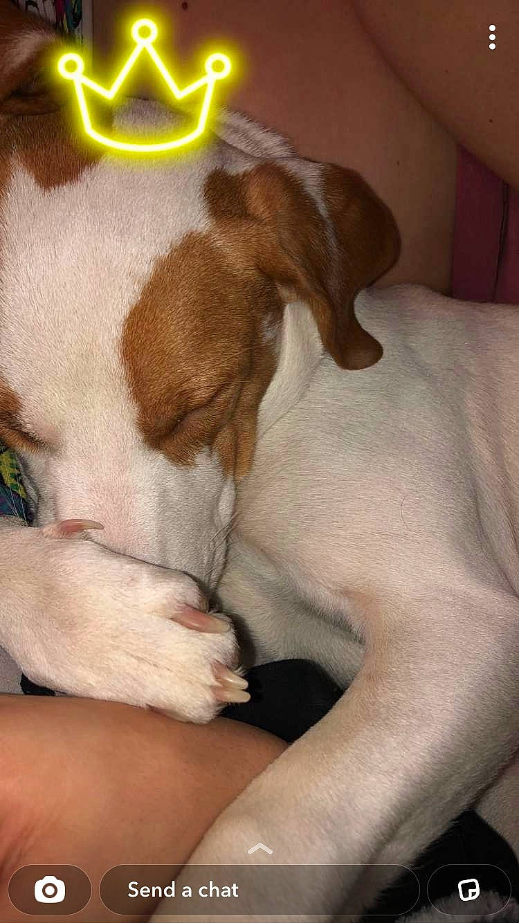 Jojo is registered to the contest to win money with this photo: art, canidae, carnivore, comfort, companion_dog, dog, dog_breed, ear, fawn, fur, liver, mammal, nap, paw, snout, sporting_group, tail, whiskers, wood, working_animal