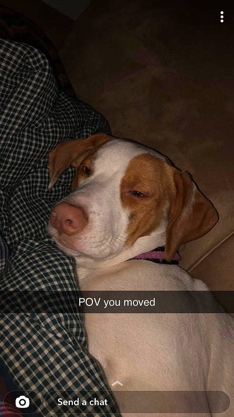 Jojo is registered to the contest to win money with this photo: canidae, carnivore, comfort, companion_dog, dog, dog_breed, ear, hound, hunting_dog, liver, pattern, plaid, pointer, scent_hound, sporting_group, tartan, working_animal