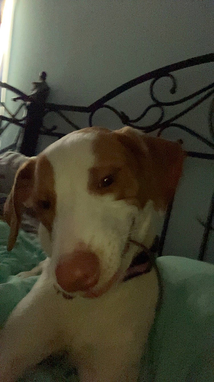 Jojo is registered to the contest to win money with this photo: ancient_dog_breeds, canidae, carnivore, collar, companion_dog, dog, dog_breed, dog_supply, dogo_argentino, english_white_terrier, fawn, houseplant, non_sporting_group, pet_supply, snout, sporting_group, tail, terrestrial_animal, whiskers, working_animal