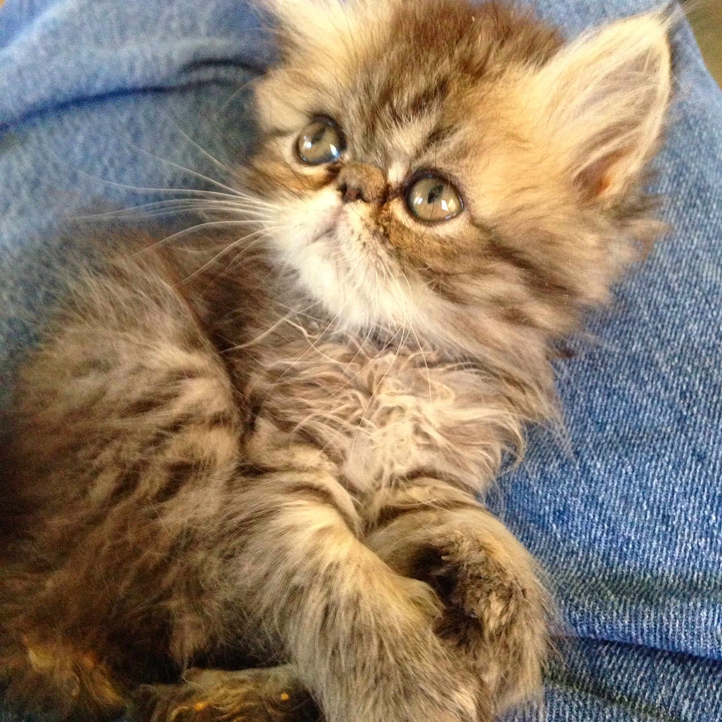 Kolache joined the competition — help win amazing prizes! adorable, animal, blue, cat, closeup, cozy, cute, domestic, eyes, fur, furry, indoor, jeans, kitten, paws, pet, resting, small, soft, young