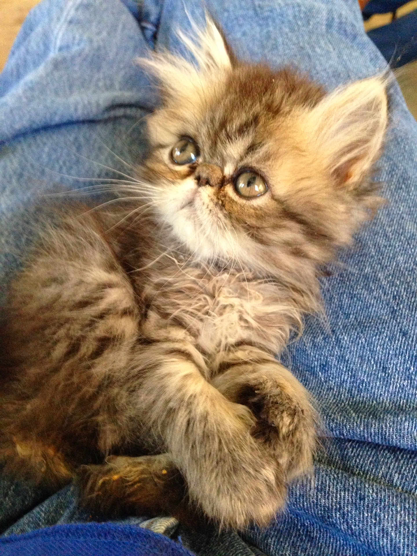 Kolache joined the competition — help win amazing prizes! kitten, cat, furry, cute, pet, animal, jeans, blue, paws, fur, eyes, young, domestic, resting, closeup, indoor, soft, adorable, small, cozy