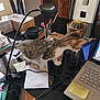 kitten, cat, tabby, desk, laptop, cactus, office_supplies, papers, envelope, pen_holder, sticky_note, computer_keyboard, cords, window, curtains, indoor, home_office, cluttered, pet, curious