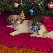 Willow joined the competition — help win amazing prizes! animal, christmas_tree, cute, decor, dog, festive, fluffy, fur, holiday, holiday_decor, indoor, lighting, lying_down, ornament, pet, pine_needles, red_tree_skirt, relaxed, small_dog, wooden_floor