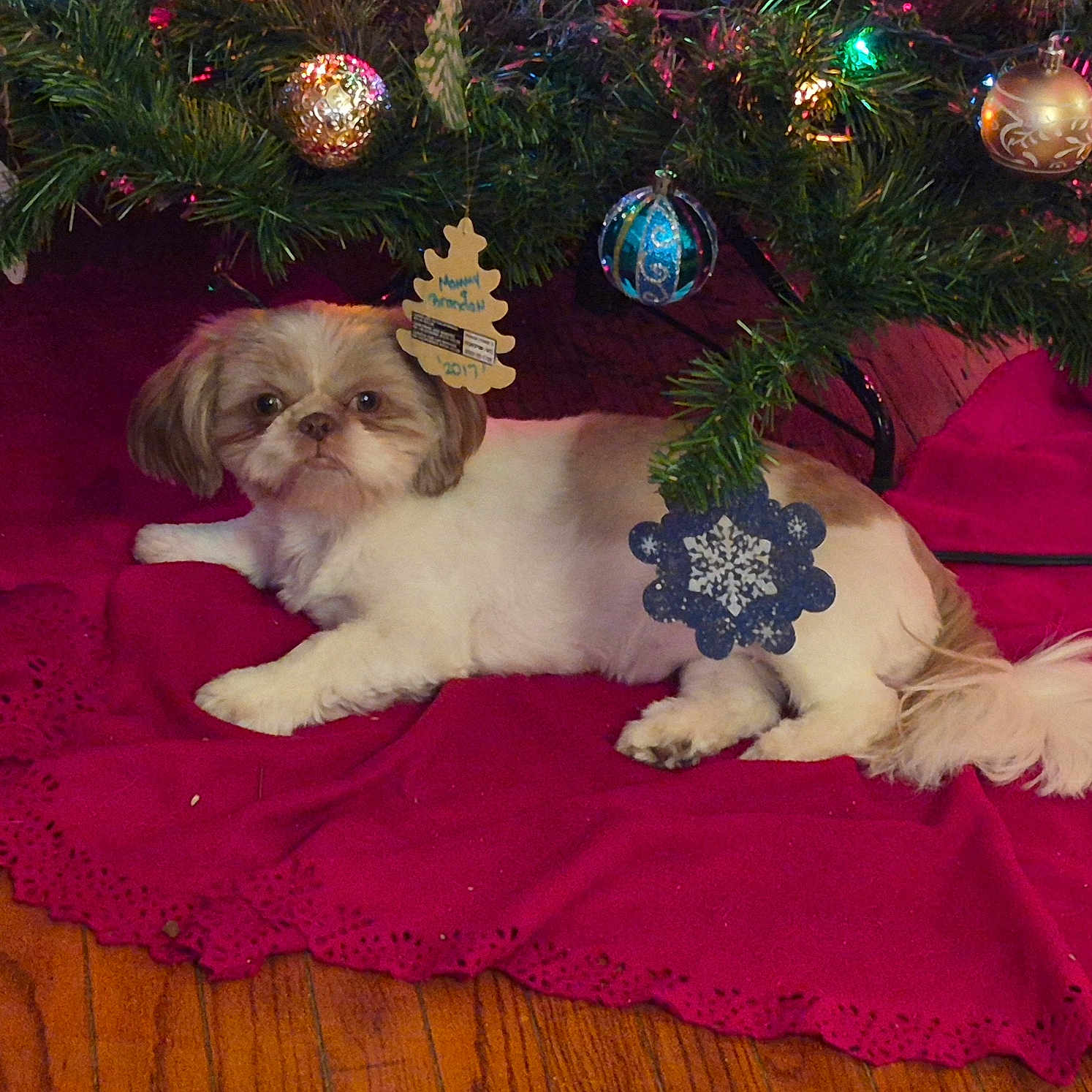 Willow joined the competition — help win amazing prizes! animal, christmas_tree, cute, decor, dog, festive, fluffy, fur, holiday, holiday_decor, indoor, lighting, lying_down, ornament, pet, pine_needles, red_tree_skirt, relaxed, small_dog, wooden_floor