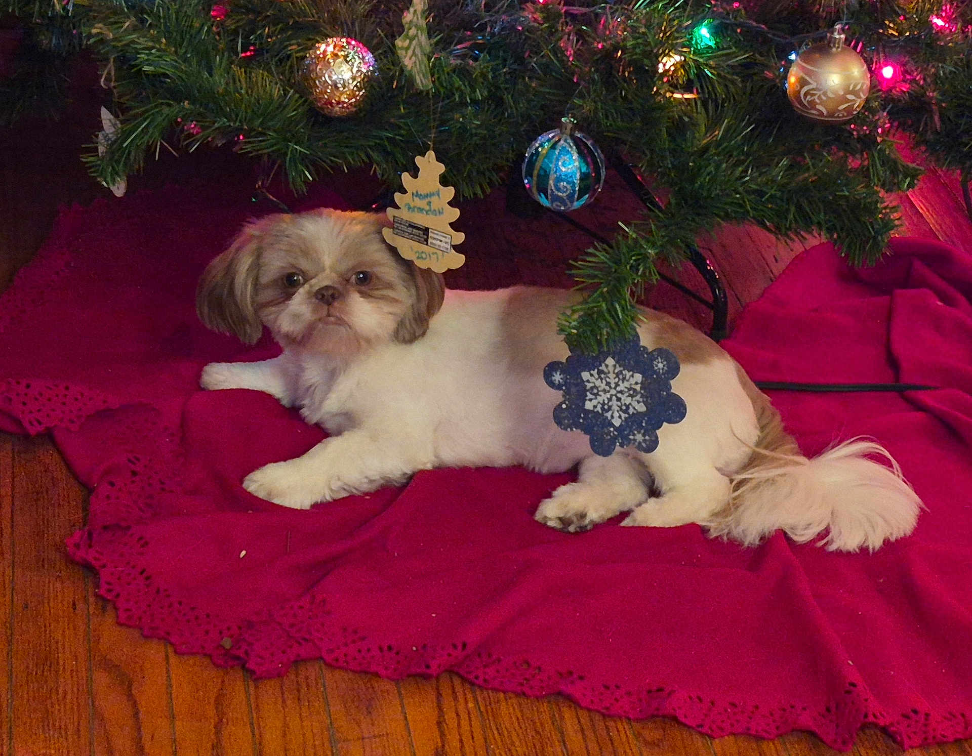 Willow joined the competition — help win amazing prizes! animal, christmas_tree, cute, decor, dog, festive, fluffy, fur, holiday, holiday_decor, indoor, lighting, lying_down, ornament, pet, pine_needles, red_tree_skirt, relaxed, small_dog, wooden_floor