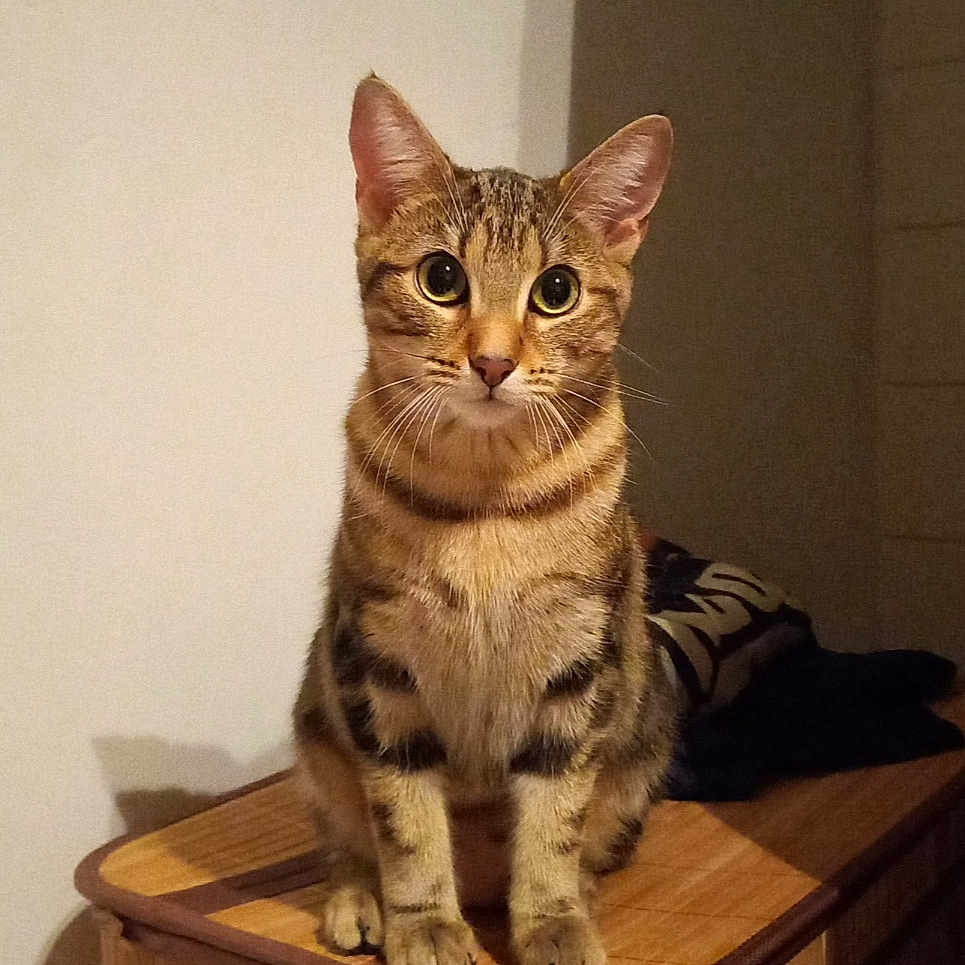 Tigrou participe au concours pour gagner de l'argent avec cette photo : abyssinian, animal, box, cat, closet, crate, cupboard, desk, drawer, egyptiancat, furniture, hardwood, kitten, manx, pet, plywood, shelf, siamese, table, wood