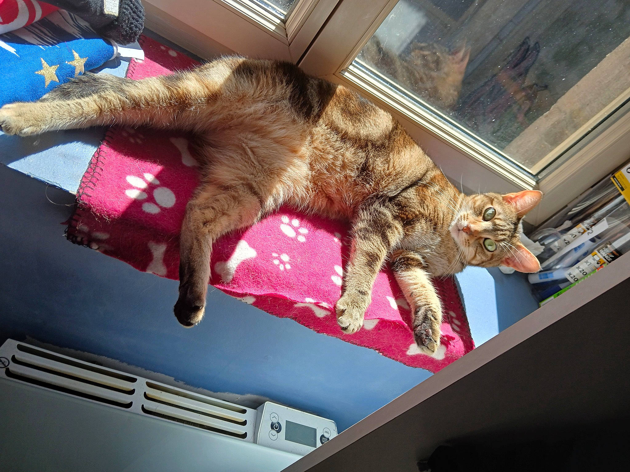 Tigrou a rejoint le concours — aidez-le/la à gagner de superbes lots ! carnivore, cat, claw, comfort, domestic_short_haired_cat, fawn, felidae, fur, gesture, human_leg, lap, mammal, metal, nap, paw, small_to_medium_sized_cats, snout, tail, vehicle_door, whiskers