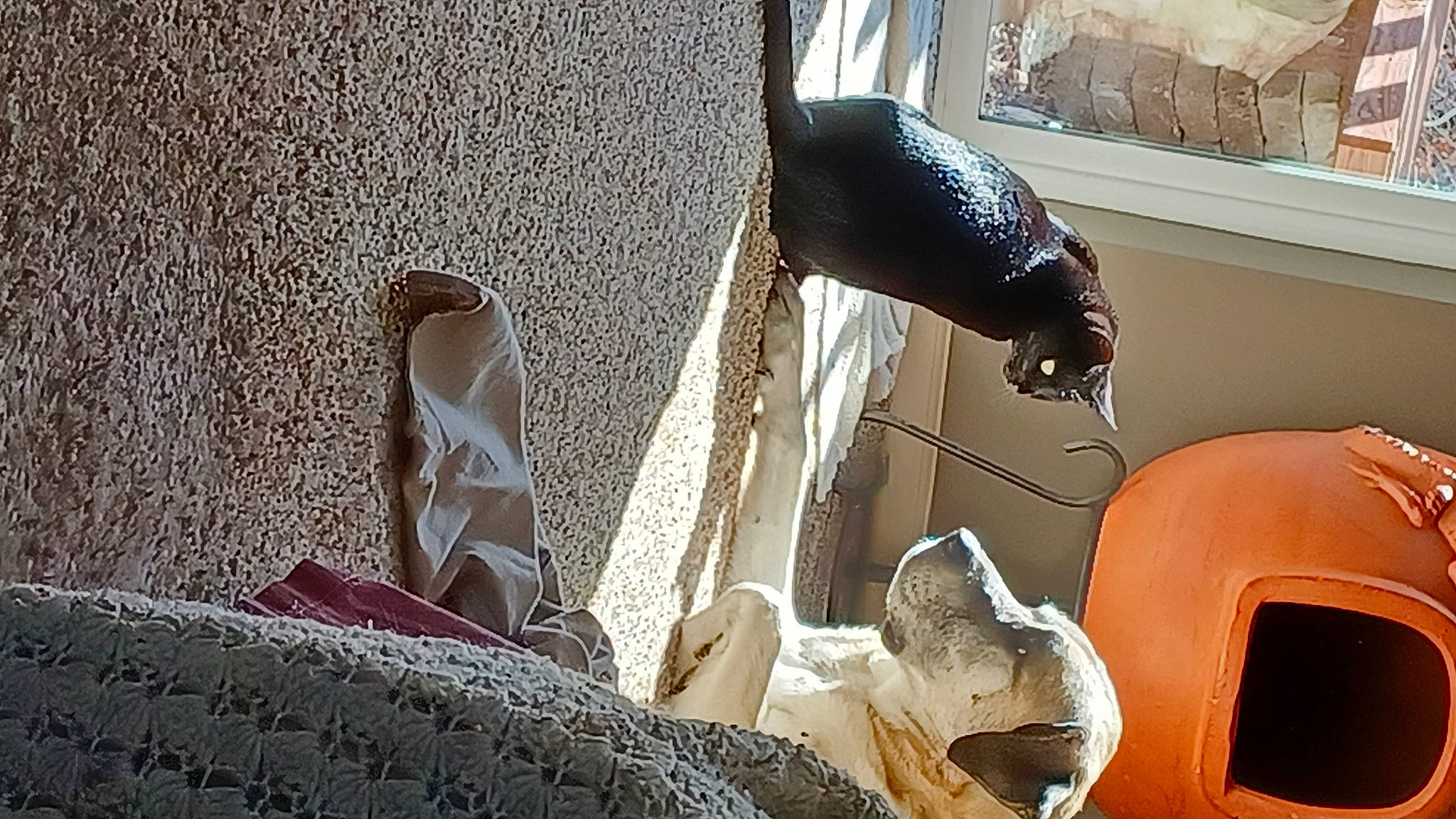 Bella is registered to the contest to win money with this photo: black, carmine, comfort, concrete, felidae, fur, human_leg, outdoor_shoe, room, small_to_medium_sized_cats, tail, window, wood