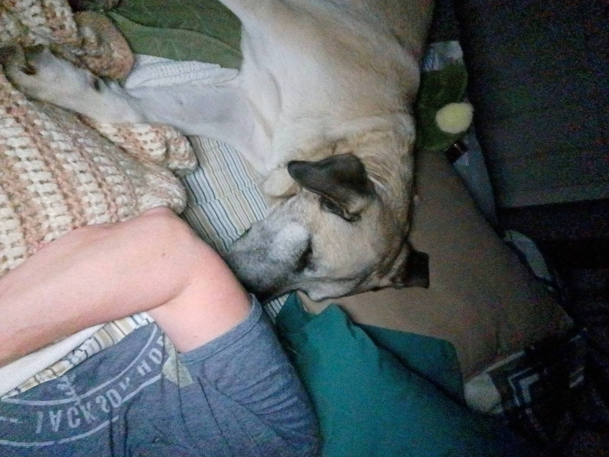 Bella is registered to the contest to win money with this photo: canidae, carnivore, comfort, companion_dog, dog, dog_breed, elbow, fawn, felidae, fur, gesture, grass, human_leg, nail, small_to_medium_sized_cats, snout, sporting_group, thigh, whiskers, wrist