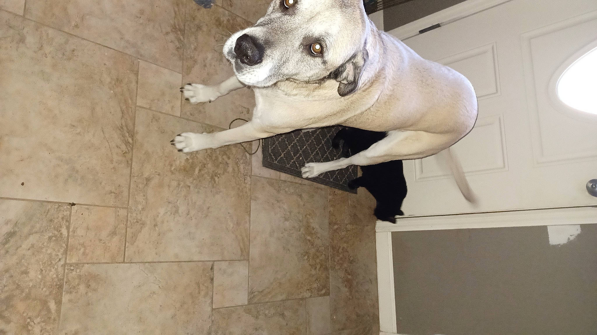 Bella joined the competition — help win amazing prizes! art, building, canidae, carnivore, ceiling, companion_dog, concrete, dog, dog_breed, door, fawn, pet_supply, plaster, sculpture, snout, sporting_group, visual_arts, window, wood, working_animal