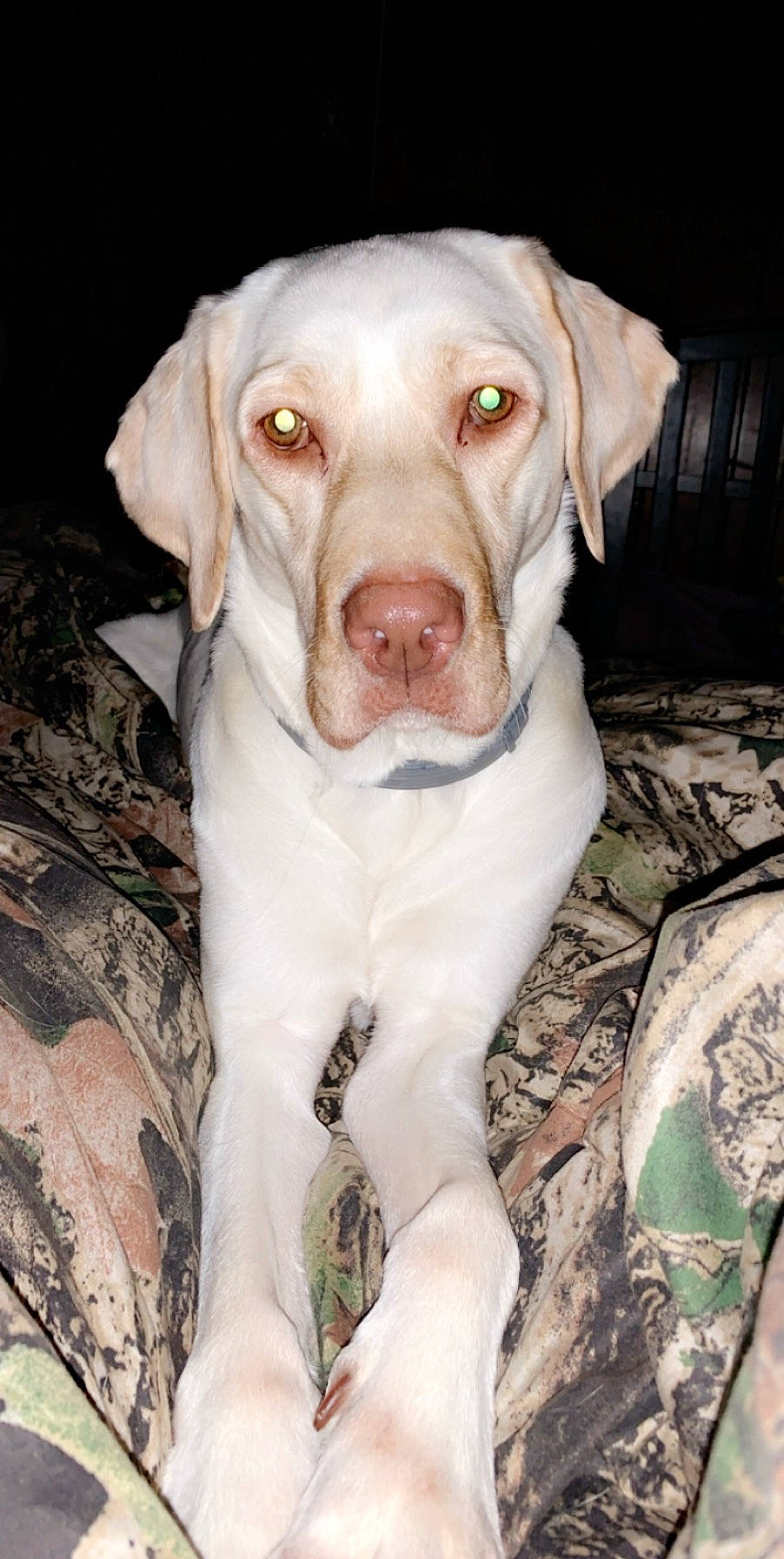 Hazel joined the competition — help win amazing prizes! canidae, carnivore, companion_dog, corgi_chihuahua, dog, dog_breed, fawn, gun_dog, liver, snout, sporting_group, whiskers, working_animal