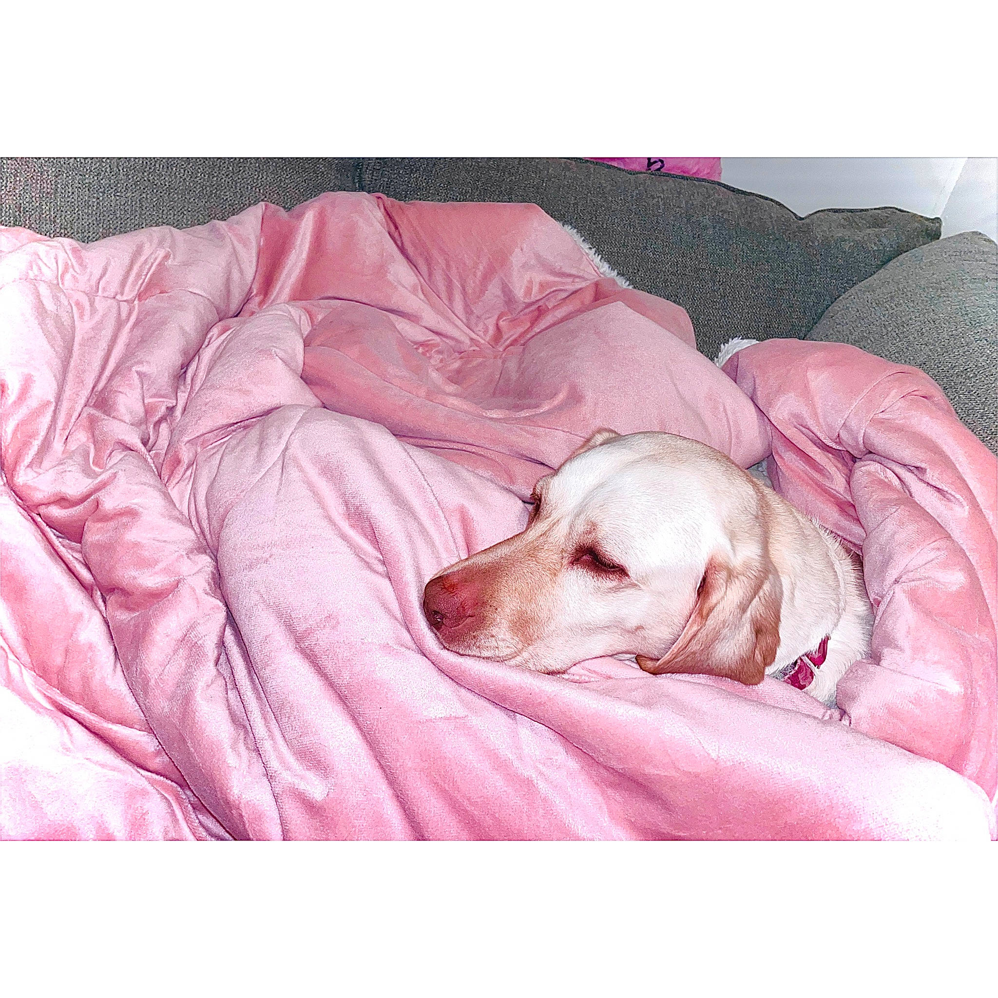 Hazel is registered to the contest to win money with this photo: bed, bedding, canidae, carnivore, comfort, companion_dog, dog, dog_breed, dog_supply, fur, happy, linens, magenta, pattern, pet_supply, pink, rectangle, sporting_group, textile, working_animal
