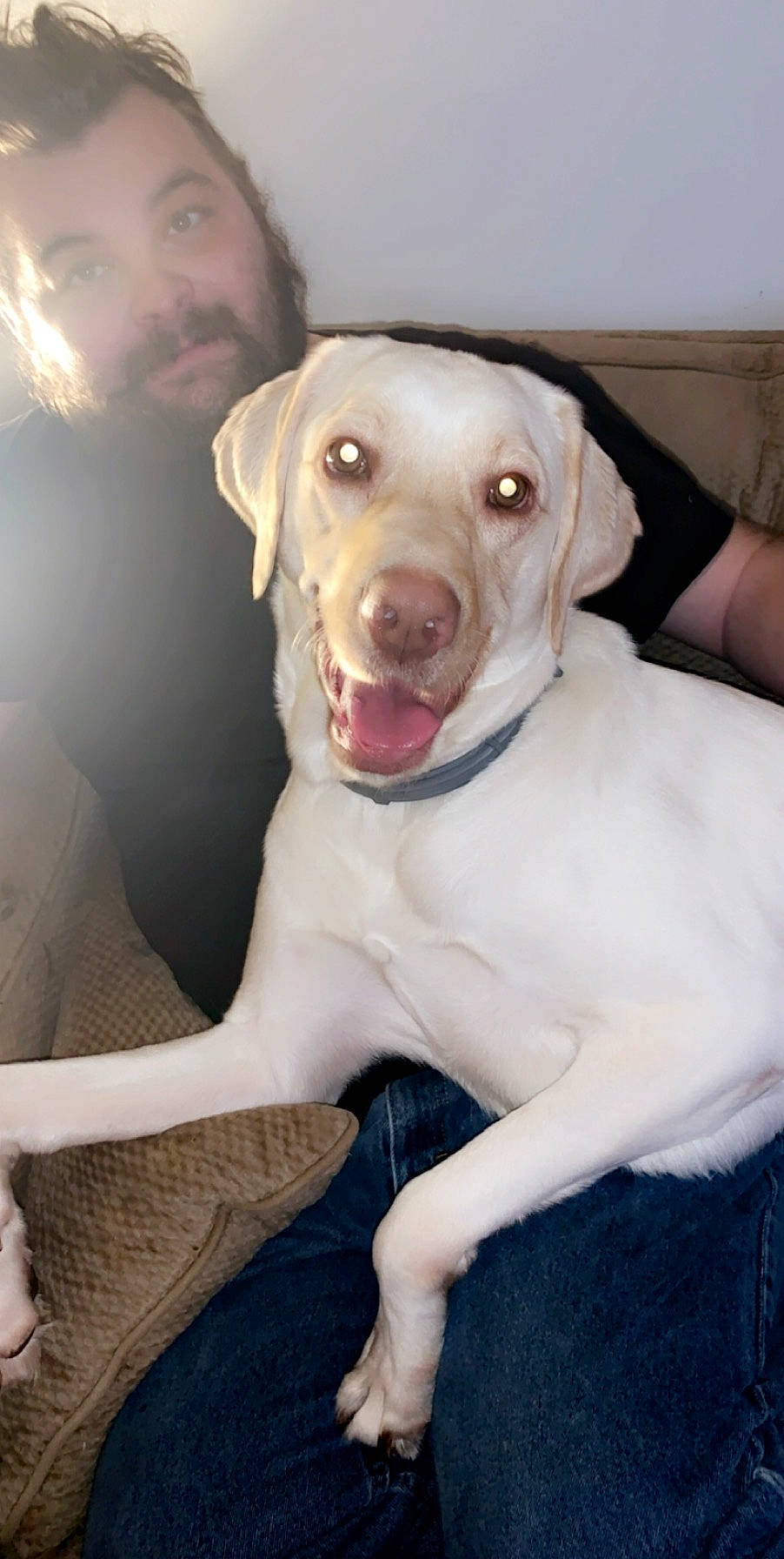 Hazel is registered to the contest to win money with this photo: beard, canidae, carnivore, collar, companion_dog, dog, dog_breed, dog_collar, ear, fang, fawn, flash_photography, happy, jaw, labrador_retriever, smile, snout, sporting_group, whiskers, working_animal