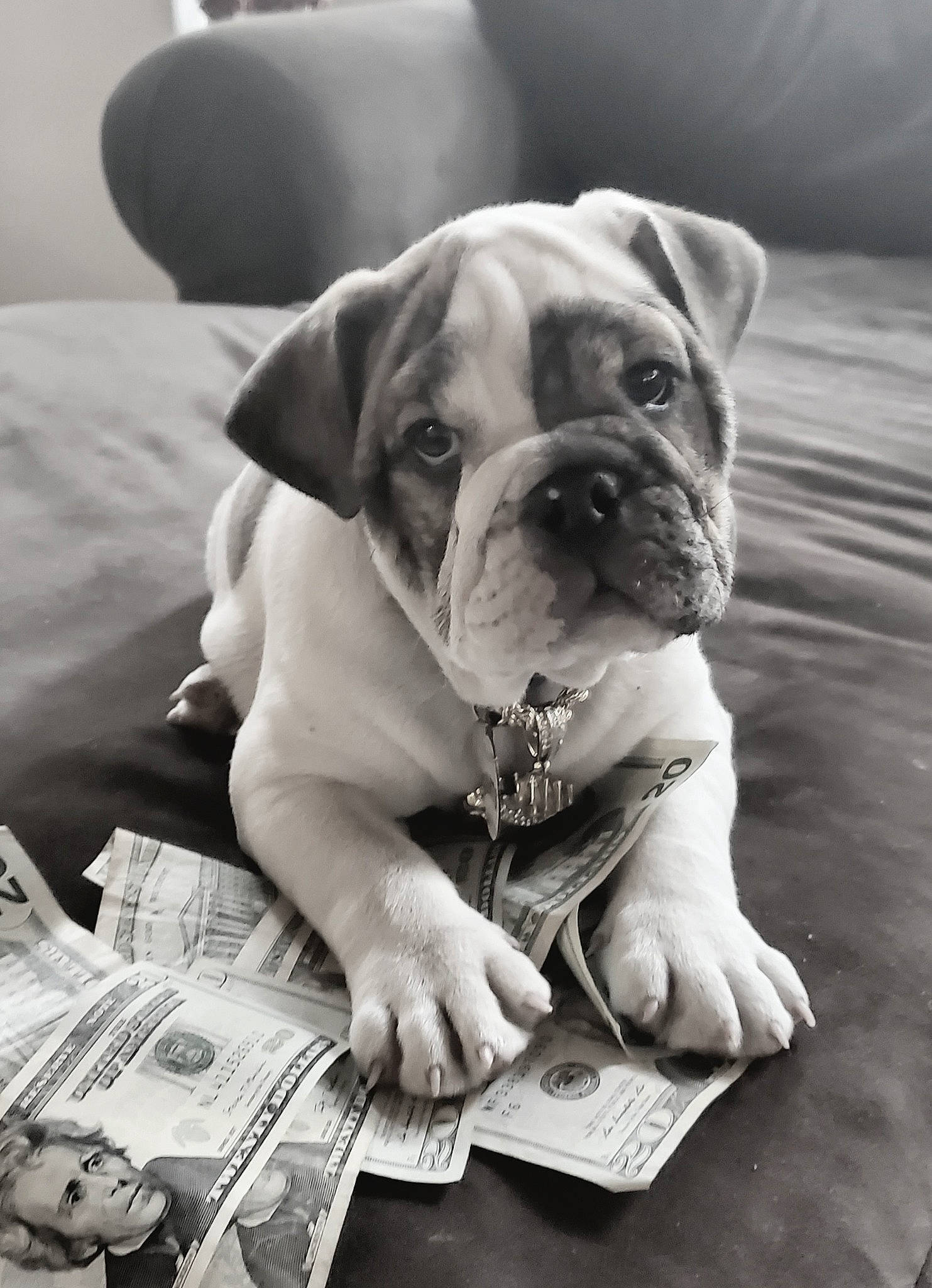Senior Chunk De Amor is registered to the contest to win money with this photo: black_and_white, bulldog, carnivore, comfort, companion_dog, dog, dog_breed, fawn, grass, monochrome, monochrome_photography, newspaper, photograph, stock_photography, style, toy_dog, white, white_english_bulldog, working_animal, wrinkle