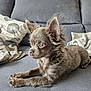 Shella participe au concours pour gagner de l'argent avec cette photo : dog, puppy, small_dog, fluffy, ears_up, grey_couch, pillows, blanket, indoor, pet, animal, cute, relaxed, fur, side_view, domestic, companion, living_room, resting, alert