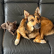 Shella participe au concours pour gagner de l'argent avec cette photo : dog, puppy, leather_couch, pet, animal, indoor, furniture, brown_dog, small_dog, cute, relaxed, companion, alert, ears_up, looking, floor_tile, two_animals, resting, domestic, cozy