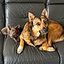 dog, puppy, leather_couch, pet, animal, indoor, furniture, brown_dog, small_dog, cute, relaxed, companion, alert, ears_up, looking, floor_tile, two_animals, resting, domestic, cozy