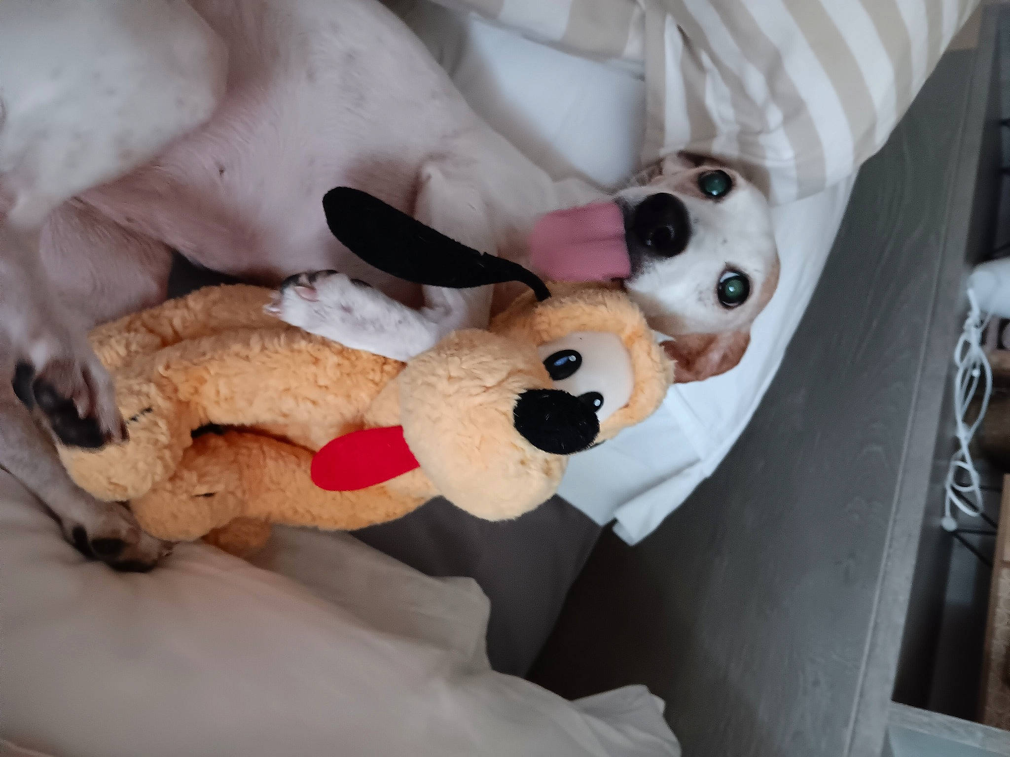 Heindy participe au concours pour gagner de l'argent avec cette photo : bed, canidae, carnivore, comfort, companion_dog, dog, dog_breed, dog_supply, fawn, fur, linens, plush, room, seat_belt, snout, sporting_group, stuffed_toy, teddy_bear, toy, toy_dog