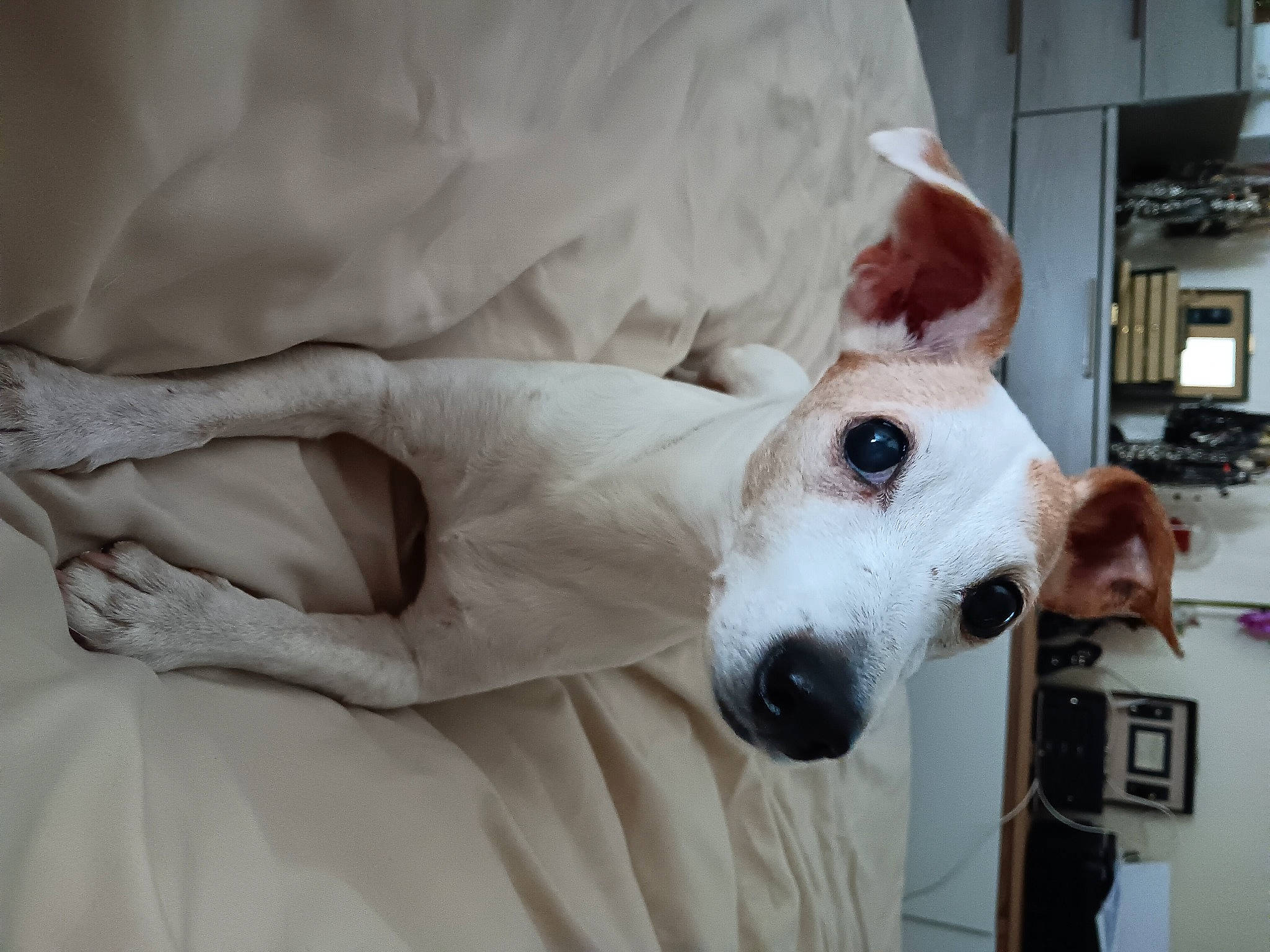 Heindy participe au concours pour gagner de l'argent avec cette photo : canidae, carnivore, collar, comfort, companion_dog, dog, dog_breed, dog_collar, dog_supply, ear, fawn, fur, linens, non_sporting_group, pet_supply, snout, sporting_group, whiskers, working_animal