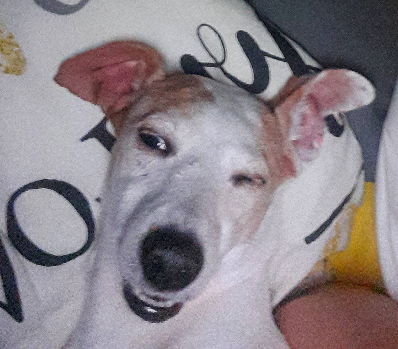 Heindy participe au concours pour gagner de l'argent avec cette photo : art, canidae, carnivore, collar, companion_dog, dog, dog_breed, dog_collar, dog_supply, ear, fashion_accessory, fawn, metal, pet_supply, sleeve, snout, sporting_group, terrestrial_animal, whiskers, working_animal