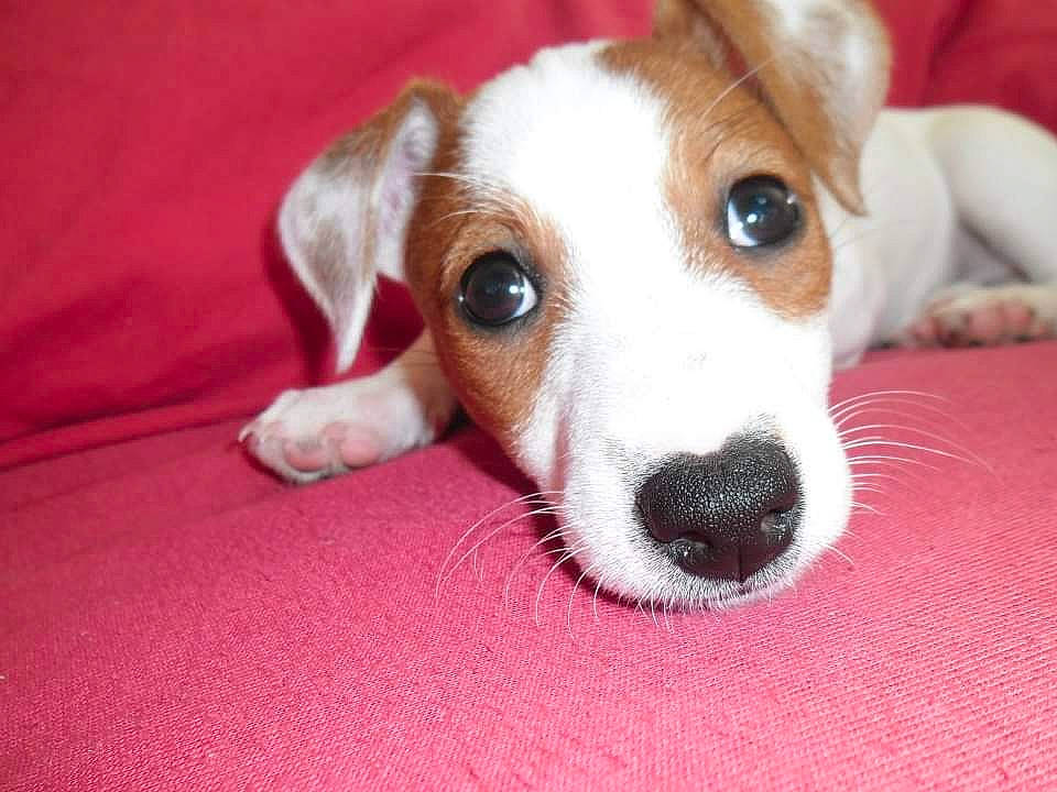 Heindy a rejoint le concours — aidez-le/la à gagner de superbes lots ! canidae, carnivore, companion_dog, dog, dog_breed, fawn, fur, irishjacks, paw, snout, sporting_group, terrier, welsh_corgi, whiskers, working_animal