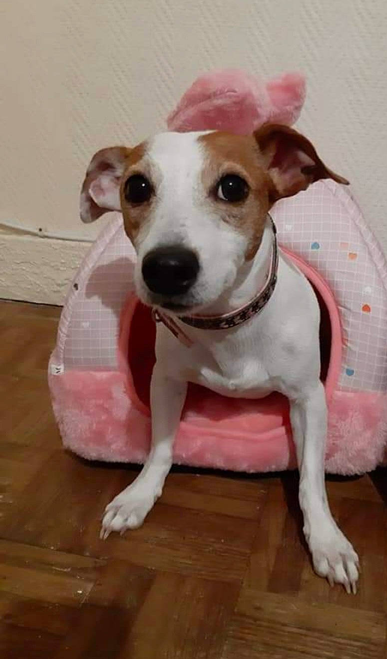 Heindy a rejoint le concours — aidez-le/la à gagner de superbes lots ! canidae, carnivore, circle, collar, companion_dog, dishware, dog, dog_breed, fawn, flooring, hardwood, pet_supply, porcelain, serveware, snout, sporting_group, tableware, whiskers, wood, working_animal