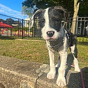Nova joined the competition — help win amazing prizes! puppy, dog, outdoor, sunny, grass, leash, fence, concrete, park, tree, daylight, pet, animal, young, black_and_white, collar, playground, nature, closeup, curious