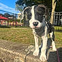 puppy, dog, outdoor, sunny, grass, leash, fence, concrete, park, tree, daylight, pet, animal, young, black_and_white, collar, playground, nature, closeup, curious
