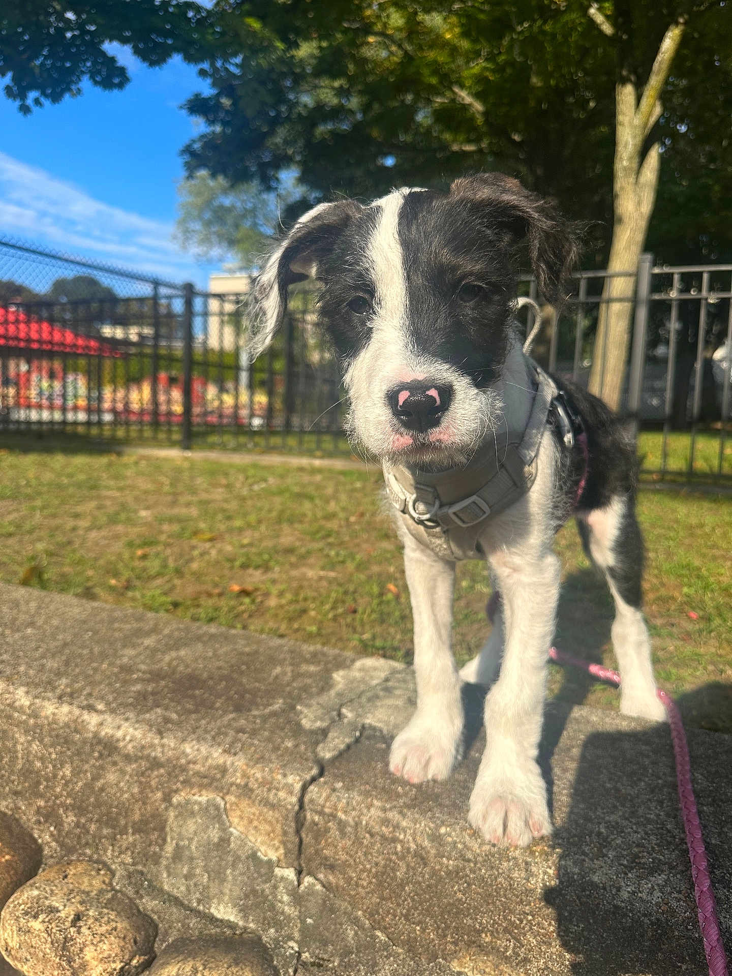 Nova joined the competition — help win amazing prizes! puppy, dog, outdoor, sunny, grass, leash, fence, concrete, park, tree, daylight, pet, animal, young, black_and_white, collar, playground, nature, closeup, curious