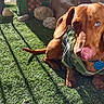 Jetson joined the competition — help win amazing prizes! artificial_grass, brick_wall, brown_coat, close_up, collar, dachshund, dog, harness, id_tag, licking, outdoor, pet, playful, portrait, potted_plant, rocks, shadow, sunlight, tongue_out, wooden_plank