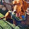 Jetson is registered to the contest to win money with this photo: artificial_grass, blue_tag, brick_wall, camo_harness, canine, closeup, dachshund, dog, open_mouth, outdoor, pet, portrait, rocks, shadow, sitting, small_dog, sunlight, teeth, tongue, wood_planter