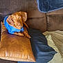 Jetson is registered to the contest to win money with this photo: animal, blue_shirt, brown_pillow, carpet, couch, cozy, cushion, dachshund, dog, ears, floor, fur, home, indoor, living_room, looking, pet, relaxed, resting, snout