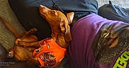Jetson is registered to the contest to win money with this photo: carpet, casual, companion, couch, dachshund, dog, ears, fabric, fur, home, indoor, nose, orange_clothing, paw, person_partial, pet, purple_shirt, relaxation, resting, sleeping