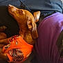 carpet, casual, companion, couch, dachshund, dog, ears, fabric, fur, home, indoor, nose, orange_clothing, paw, person_partial, pet, purple_shirt, relaxation, resting, sleeping