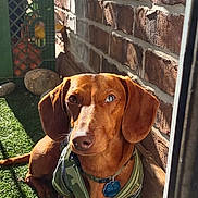 Jetson joined the competition — help win amazing prizes! artificial_turf, backyard, blue_eye, brick_wall, brown_fur, closeup, collar, dachshund, dog, ears, harness, id_tag, muzzle, pet, planter, portrait, rocks, shadow, sitting, sunlight