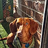 artificial_turf, backyard, blue_eye, brick_wall, brown_fur, closeup, collar, dachshund, dog, ears, harness, id_tag, muzzle, pet, planter, portrait, rocks, shadow, sitting, sunlight