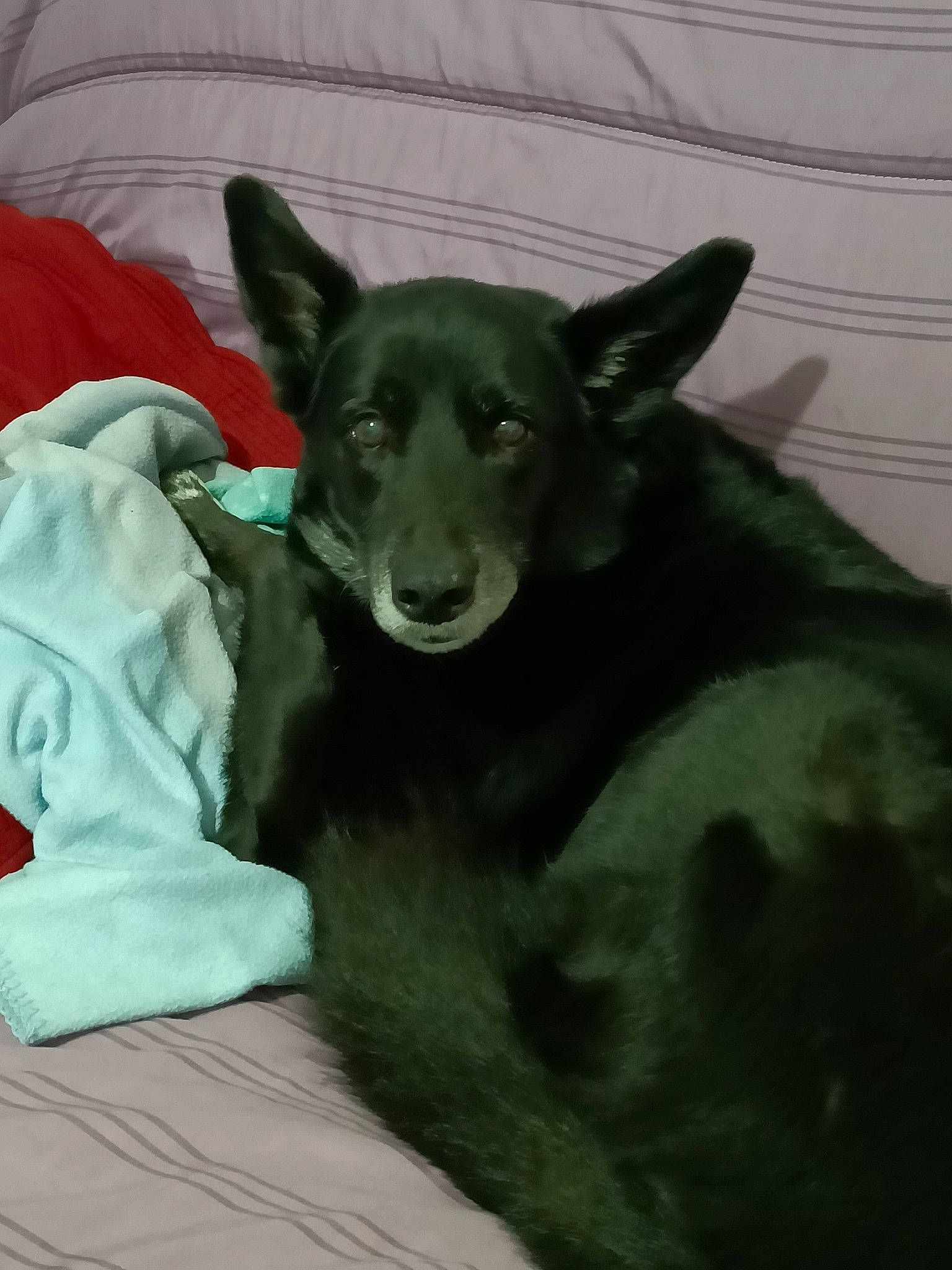 Hawk participe au concours pour gagner de l'argent avec cette photo : bed, borador, canidae, carnivore, comfort, companion_dog, dog, dog_breed, fawn, fur, guard_dog, linens, non_sporting_group, snout, sporting_group, tail, terrestrial_animal, toy_dog, whiskers, working_animal