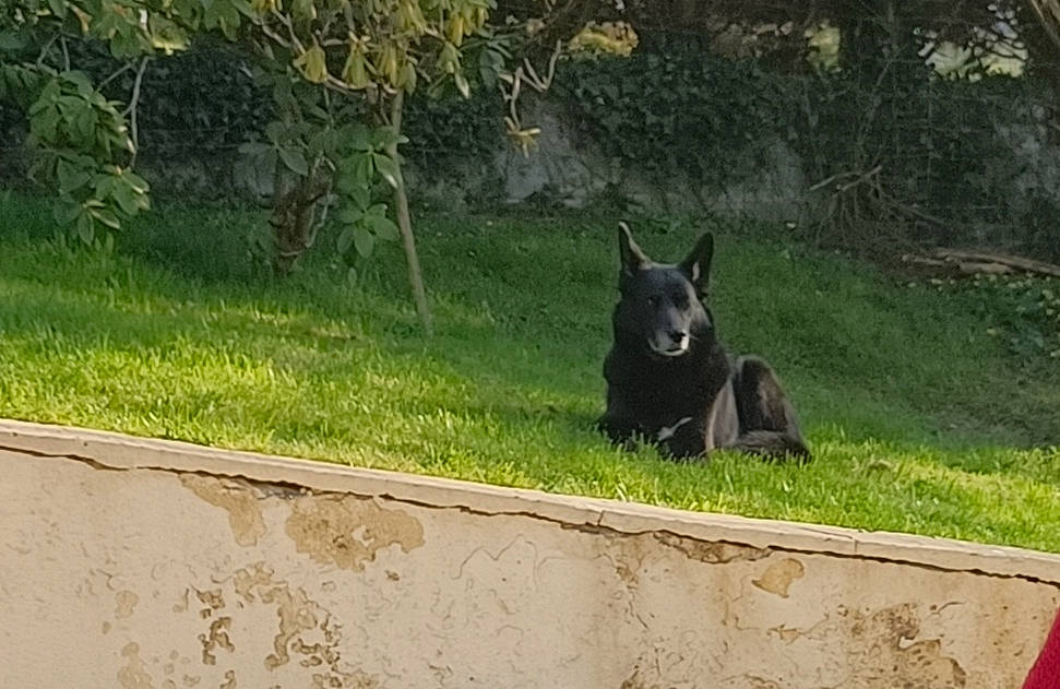 Hawk a rejoint le concours — aidez-le/la à gagner de superbes lots ! art, canidae, carnivore, dog, dog_breed, grass, guard_dog, non_sporting_group, plant, snout, sporting_group, tail, terrestrial_animal, tree, wildlife, working_dog