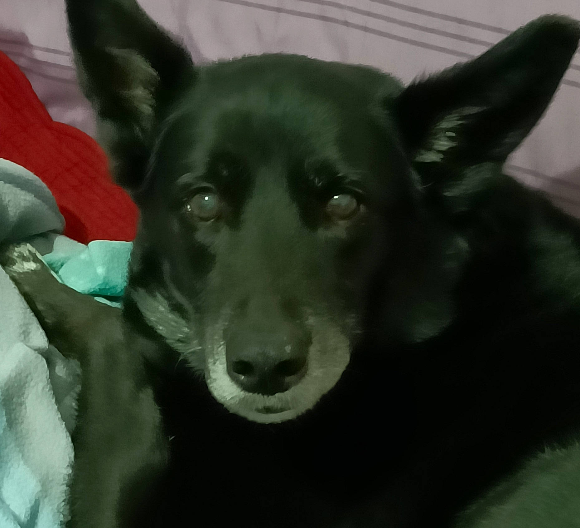 Hawk a rejoint le concours — aidez-le/la à gagner de superbes lots ! ancient_dog_breeds, borador, canidae, carnivore, companion_dog, dog, dog_breed, dog_supply, ear, fur, non_sporting_group, snout, sporting_group, terrestrial_animal, whiskers, working_animal, working_dog