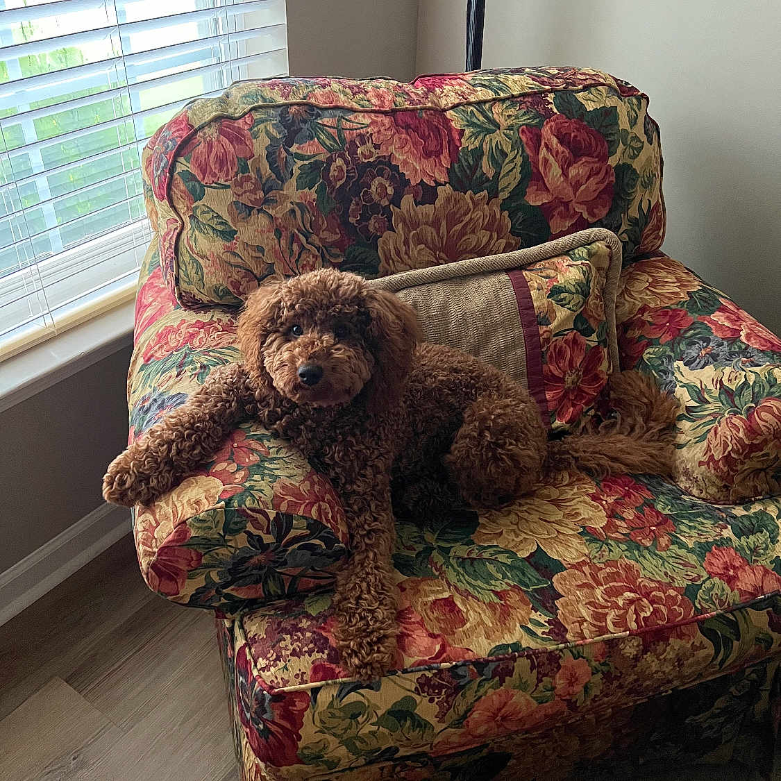 Bandit is registered to the contest to win money with this photo: bedding, chair, club_chair, comfort, companion_dog, couch, flooring, furniture, hardwood, interior_design, linens, living_room, pattern, rectangle, room, studio_couch, textile, window, window_blind, wood