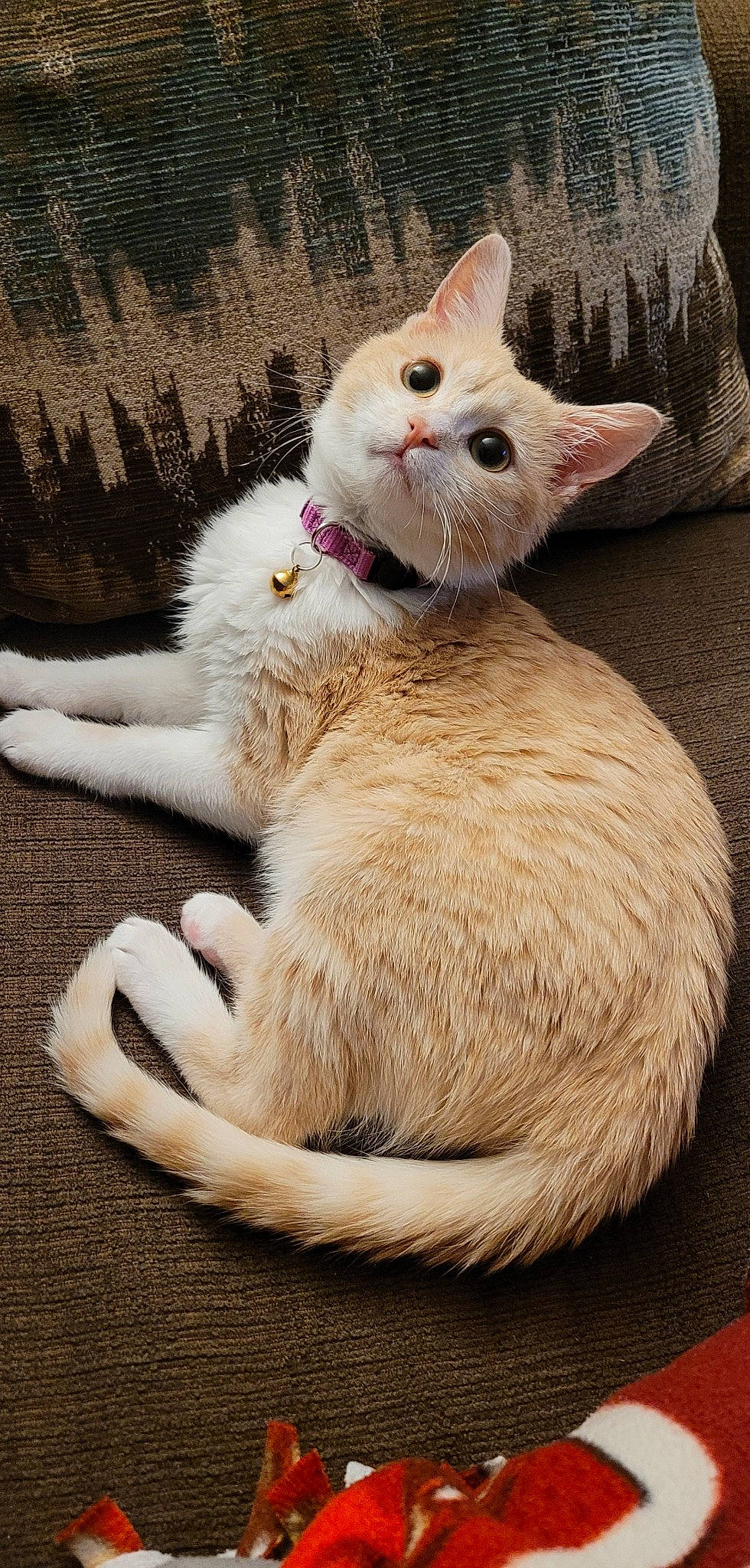 Hobie joined the competition — help win amazing prizes! art, carnivore, cat, cat_supply, claw, collar, comfort, domestic_short_haired_cat, fawn, felidae, fur, paw, photo_caption, sitting, small_to_medium_sized_cats, snout, tail, terrestrial_animal, whiskers, wood