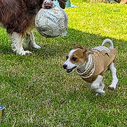 Stella participe au concours pour gagner de l'argent avec cette photo : dog, grass, soccer_ball, playful, outdoor, pet, brown_dog, small_dog, dog_sweater, running, garden, firewood, sunny, animal, canine, toy, yard, nature, active, play