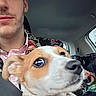 Stella a rejoint le concours — aidez-le/la à gagner de superbes lots ! animal, car_interior, casual, close_up, cute, dog, face, head, human, man, pet, portrait, seat, seatbelt, selfie, small_dog, striped_clothing, sweater, travel, window