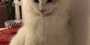Yoshi participe au concours pour gagner de l'argent avec cette photo : animal, cat, closeup, cozy, cute, domestic_cat, fluffy, furniture, gray_markings, indoor, pet, photograph, portrait, relaxed, sitting, soft_fur, tail, wall, whiskers, white_cat