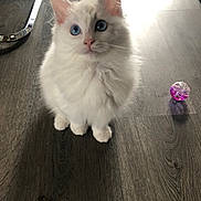 Yoshi a rejoint le concours — aidez-le/la à gagner de superbes lots ! alert, animal, blue_eyes, cat, chair_leg, cute, domestic_animal, feline, floor, fluffy, fur, indoor, pet, playful, shadow, sitting, toy_ball, whiskers, white_cat, wooden_floor