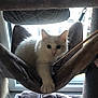Yoshi a rejoint le concours — aidez-le/la à gagner de superbes lots ! animal, cat, cat_tree, cozy, curious, cute, domestic_cat, fur, furniture, hammock, home, indoor, looking, paw, pet, pet_accessory, plush, resting, white_cat, window