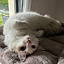 animal, blanket, cat, cozy, curious, cute, domestic, fluffy, fur, indoor, large_eyes, pet, pink_nose, relaxed, resting, soft, upside_down, whiskers, white_cat, window
