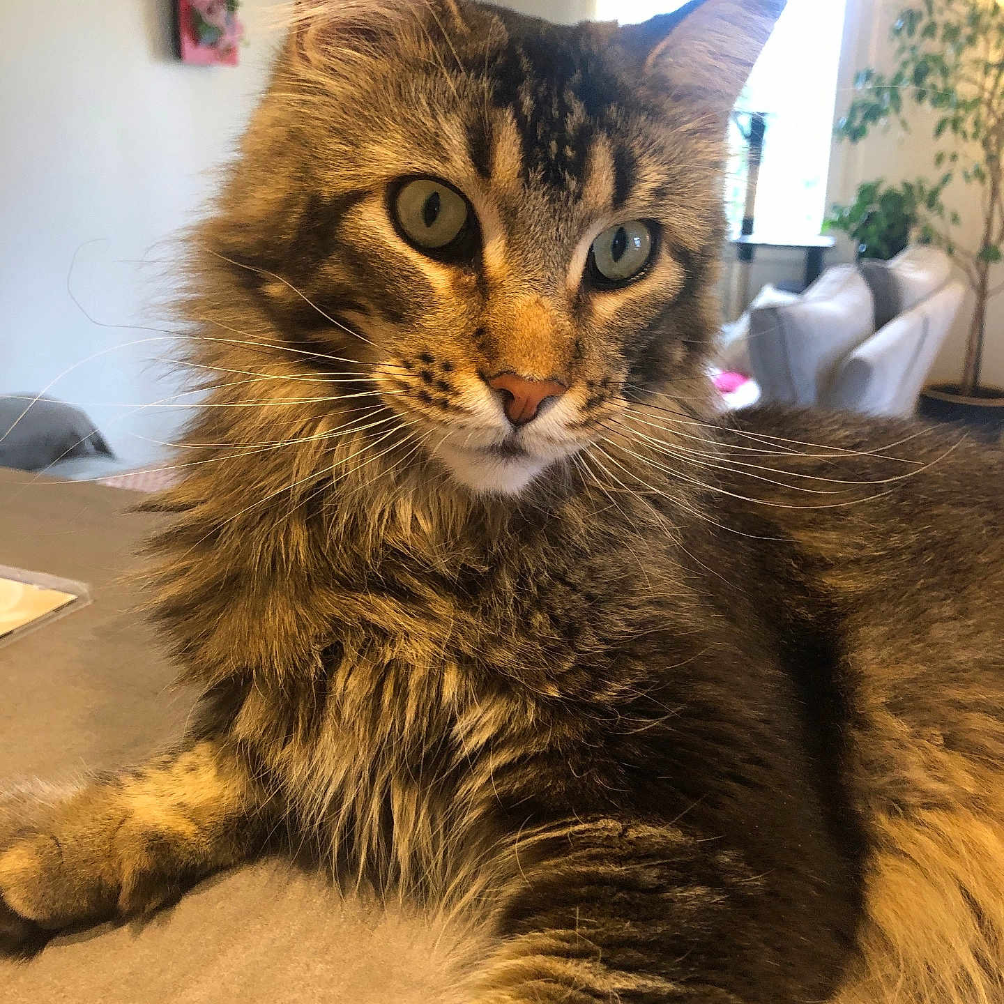 Unny participe au concours pour gagner de l'argent avec cette photo : abyssinian, angora, animal, architecture, building, cat, chair, couch, desk, furniture, hardwood, indoors, kitten, livingroom, manx, pet, plant, room, table, wood