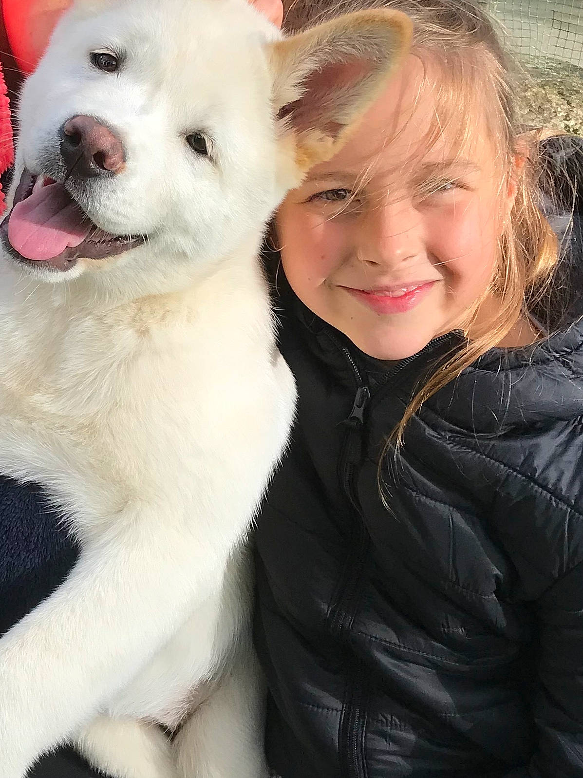Gaby participe au concours pour gagner de l'argent avec cette photo : akita, akita_inu, berger_blanc_suisse, canadian_eskimo_dog, canidae, carnivore, companion_dog, dog, dog_breed, fur, joy, kintamani, korean_jindo_dog, mammal, non_sporting_group, nose, person, puppy_love, rare_breed_dog, snout